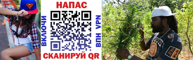 Каннабис планчик Северская